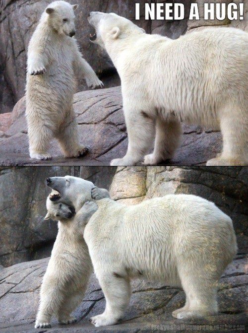 Name:  polar-bear-i-need-a-hug.jpg
Views: 304
Size:  83.7 KB