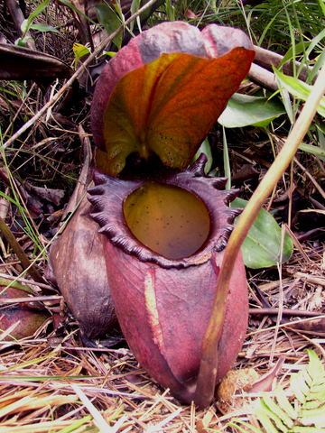 Name:  360px-Nepenthes_rajah.png
Views: 730
Size:  432.0 KB
