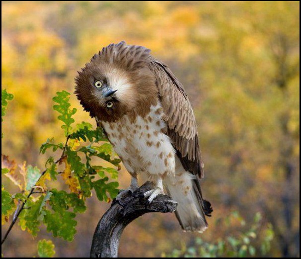 Name:  Owl-rotating-head-to-90.jpg
Views: 406
Size:  105.7 KB