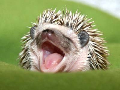 Name:  hedgehog.JPG
Views: 223
Size:  35.6 KB