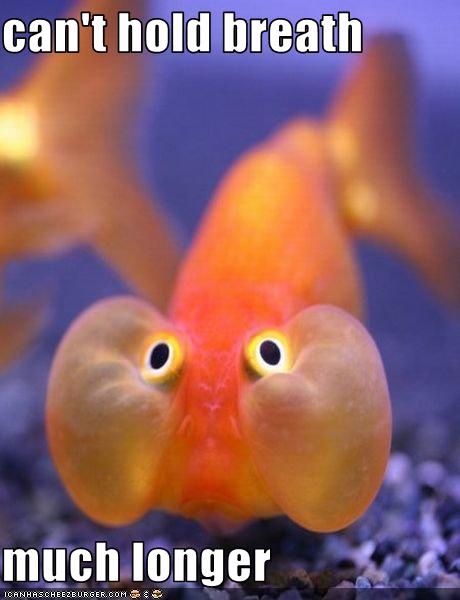 Name:  funny-pictures-this-fish-is-holding-his-breath.jpg
Views: 841
Size:  32.2 KB