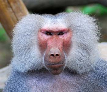 Name:  Baboon_Monkeys.jpg
Views: 961
Size:  52.7 KB