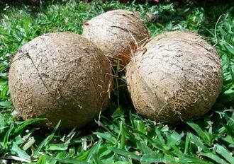 Name:  coconuts-1-half-1.jpg
Views: 912
Size:  26.3 KB