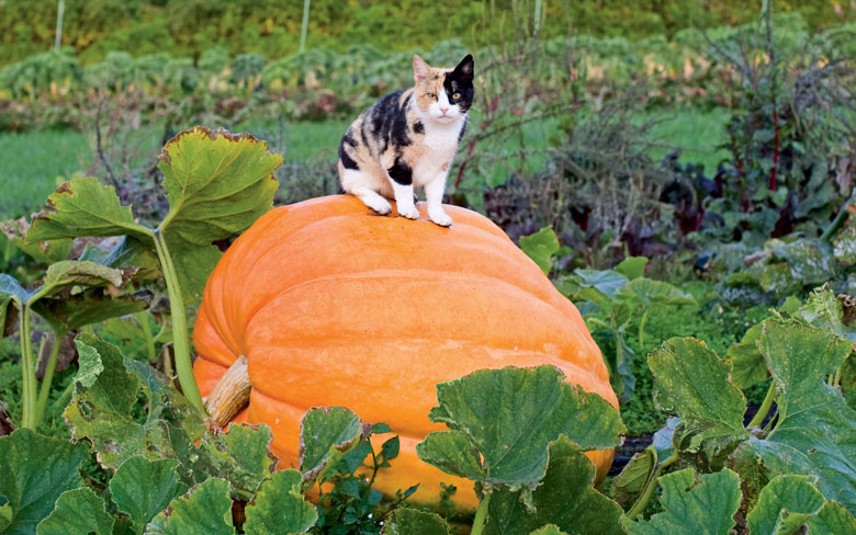 Name:  giant-pumpkin-01-780_0.jpg
Views: 474
Size:  121.6 KB