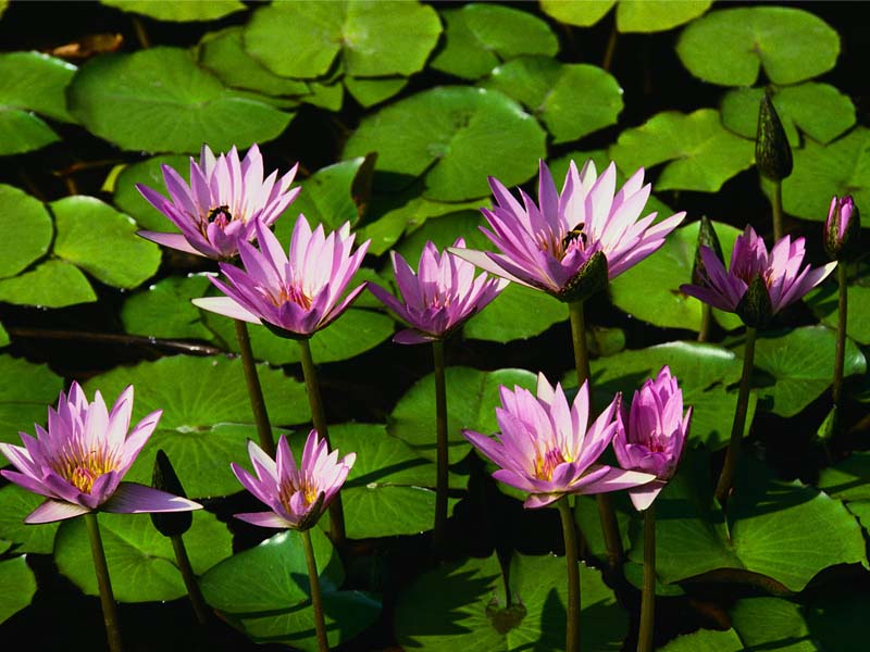 Name:  Water lilies.jpg
Views: 121
Size:  81.8 KB