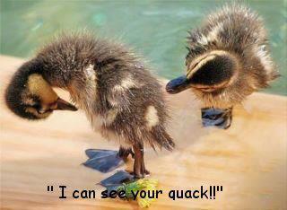 Name:  quack.jpg
Views: 73
Size:  17.5 KB