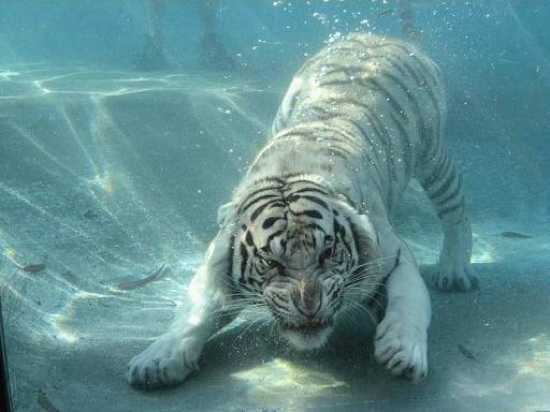 Name:  i-0bd16614361a90ea81383a8b974636a5-white-tiger_-swimming-2.jpg
Views: 59
Size:  23.2 KB