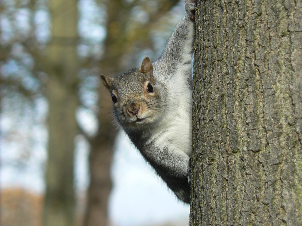 Name:  grey squirrel on tree look.jpg
Views: 35370
Size:  198.0 KB